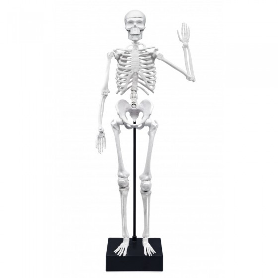 Squelette 45cm